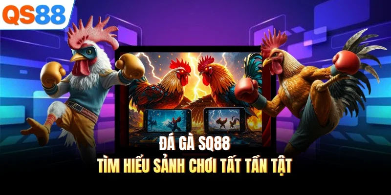 da ga sq88 tim hieu sanh choi tat tan tat Đá gà SQ88 - Tìm hiểu sảnh chơi tất tần tật